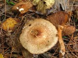 Tricholoma vaccinum image