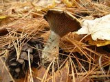Lactarius chelidonium image