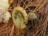 Lactarius chelidonium image