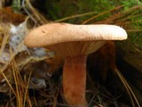 Lactarius vinaceorufescens image