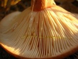 Lactarius vinaceorufescens image