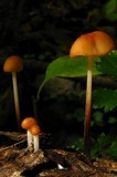 Marasmius sullivantii image