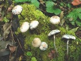 Psilocybe bohemica image