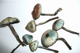 Psilocybe bohemica image