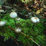 Psilocybe bohemica image