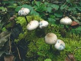 Psilocybe bohemica image