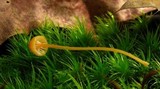 Rickenella fibula image