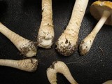 Amanita amerimuscaria image