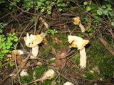 Helvella crispa image