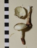 Limacella illinita image