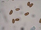 Pholiota granulosa image
