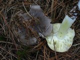 Tricholoma portentosum image