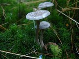 Cantharellula umbonata image