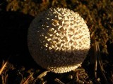 Lycoperdon marginatum image