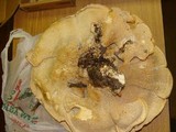 Bondarzewia berkeleyi image