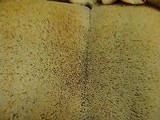 Bondarzewia berkeleyi image