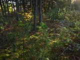 Russula cessans image