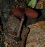 Melanophyllum haematospermum image