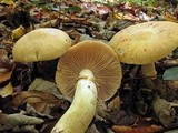 Cortinarius caperatus image