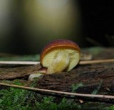 Tricholomopsis rutilans image