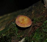 Tricholomopsis rutilans image