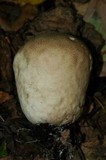 Calvatia cyathiformis image