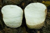 Calvatia cyathiformis image