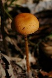 Leratiomyces squamosus var. squamosus image