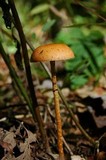Leratiomyces squamosus image