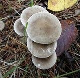 Ampulloclitocybe clavipes image