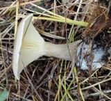 Ampulloclitocybe clavipes image