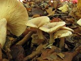 Lactarius cinereus image