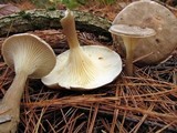 Ampulloclitocybe clavipes image