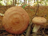 Lactarius vinaceorufescens image