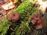Pachyella clypeata image