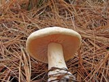 Entoloma grande image