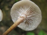 Armillaria mexicana image