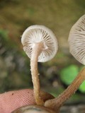 Armillaria mexicana image