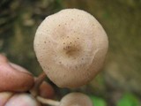 Armillaria mexicana image