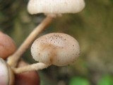 Armillaria mexicana image