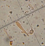 Armillaria mexicana image
