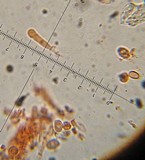 Armillaria mexicana image