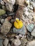 Pluteus chrysophlebius image