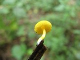 Pluteus chrysophlebius image