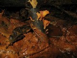 Guepinia helvelloides image