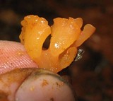 Guepinia helvelloides image