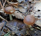Rhodocollybia butyracea image