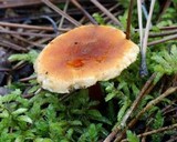 Hygrophoropsis aurantiaca image