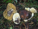 Suillus brevipes image