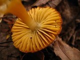 Hygrocybe psittacina var. perplexa image